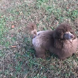 Poodle Puppies from Silberhund's Poodles