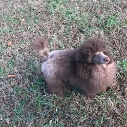 Poodle Puppies from Silberhund's Poodles