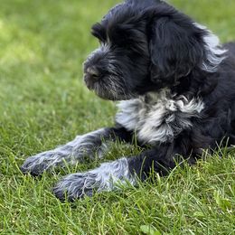 Portuguese Water Dog Puppies from Yellowstone Porties
