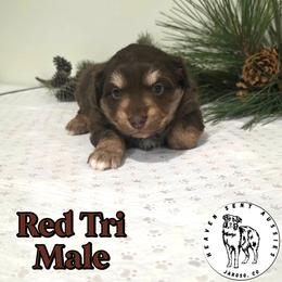 Israel - Red tri male Miniature Australian Shepherd puppy in Jaroso, Colorado from Heaven Sent Aussies