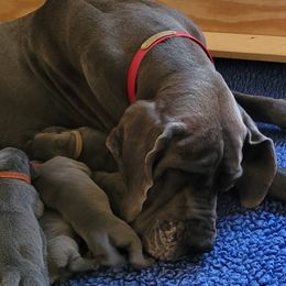 Sukee - Great Dane