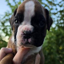 Hazel - Fawn female Boxer puppy in Rocky Comfort, Missouri from Meredith's Boxer Puppies