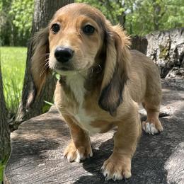 Elsa - Sable female Dachshund puppy in Industry, Illinois from KDKs Kennels