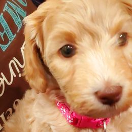 Girl 3 - Labradoodle puppy in Statesville, North Carolina from Labradoodles of the Foothills