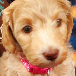 Girl 3 - Labradoodle puppy in Statesville, North Carolina from Labradoodles of the Foothills