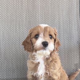 Plain - Red  male Goldendoodle puppy in Point, Texas from Tiny Paws Goldendoodles