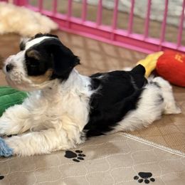 Blk and red parti - Parti male Miniature Schnauzer puppy in Forest, Virginia from Prestige Kennel