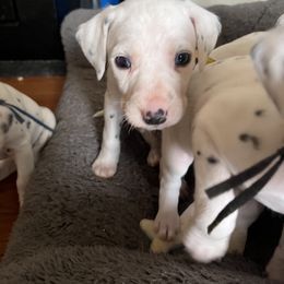 Dalmatian Puppies from Dalmatian Creation