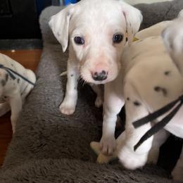 Dalmatian Puppies from Dalmatian Creation