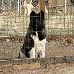Akita Puppies from Majestic Valley Farms
