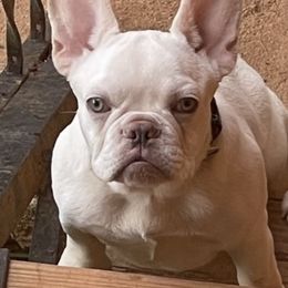 Dobbie - French Bulldog