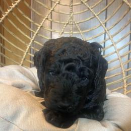 Mint collar - Black male Goldendoodle puppy in Clarksville, Iowa from Iowa Heartland Doodles