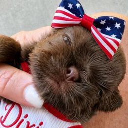 Girl 1 - Liver female Shih Tzu puppy in Dallas, Texas from Heart and Soul Shih Tzu