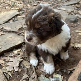 Mohawk - Red tri-color male Australian Shepherd puppy in Stone Mountain, Georgia from True Blue Friends