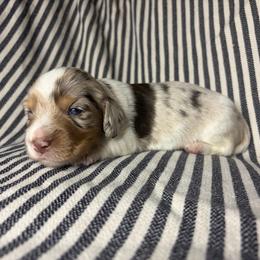 RB BOY - Dapple male Dachshund puppy in Elkhart, Indiana from Hart City Dachshunds