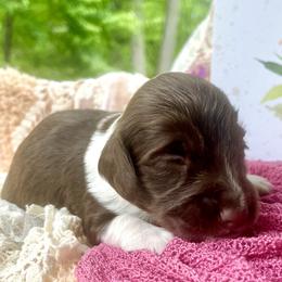 Huckleberry AKC - Piebald male Dachshund puppy in Hendersonville, North Carolina from Snarky Doxy Miniature Dachshunds