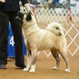 Akita and Japanese Akitainus from Sierra Mountain Akitas