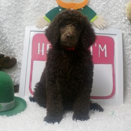 Poodle Puppies from Waggin Tails Poodles