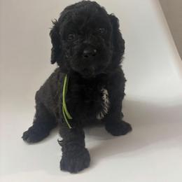 Birch - Black male Saint Berdoodle puppy in Garland, Texas from Brewer's Doodles and French Bulldogs