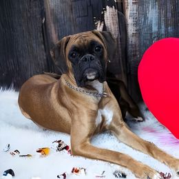Maizy - Boxer