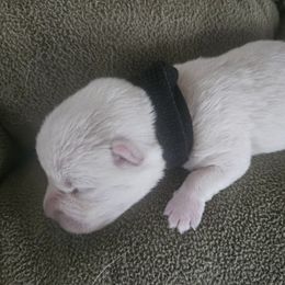 Black - White male West Highland White Terrier puppy in Mayo, Florida from Carrot Tails LLC