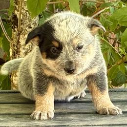 L63-02 - Blue female Australian Cattle Dog puppy in Sheridan, Oregon from 6pk Cattledogs