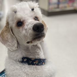 Poodles from Callisto Standard Poodles