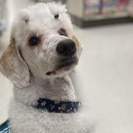 Poodles from Callisto Standard Poodles