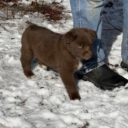 Blue - Red & white male Miniature Australian Shepherd puppy in Rathdrum, Idaho from Bit O' Bliss Aussies LLC