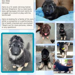 German Shepherd Puppies from Zytut Kennel