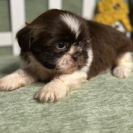 CKC Boy 1 - Liver and white male Shih Tzu puppy in Houston, Texas from Paws n Claws
