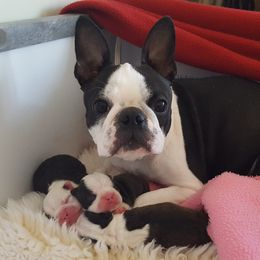 Boston Terriers from Bindy's Boston Terriers