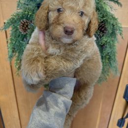 Blue grey collar - Apricot male Goldendoodle puppy in Homer, Georgia from Creekside Kennels