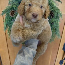 Blue grey collar - Apricot male Goldendoodle puppy in Homer, Georgia from Creekside Kennels