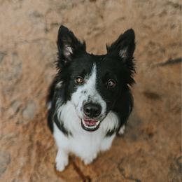 Sparrow - Black and white male Border Collie puppy in Fortson, Georgia from Southern Wind Farms