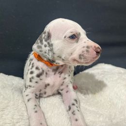 Girl orange - Dalmatian puppy from dreamz_dalmatianz101