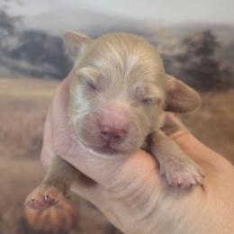 Green collar male - Cream male Dachshund puppy in Romney, Indiana from Brown's Valley Dachshunds