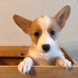 Luna - Sable female Pembroke Welsh Corgi puppy in Arkansas from CanaanCorgis