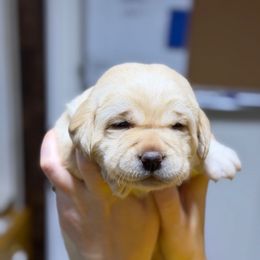 Penny - Yellow female Labrador Retriever puppy in Baldwin City, Kansas from Hedge Lane Labradors