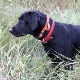 Labrador Retriever All Grown Up from RiversWild Retrievers