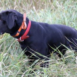 Labrador Retriever All Grown Up from RiversWild Retrievers