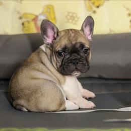 Cassian - White and fawn male French Bulldog puppy in Twin Falls, Idaho from Whispering White Pines Labradors