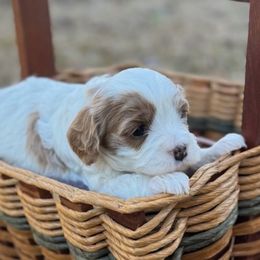 Girl 4 - Cavapoo puppy from Southern Charm Cavapoos