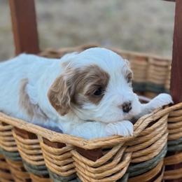 Girl 4 - Cavapoo puppy from Southern Charm Cavapoos