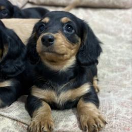 Frankie - Black and tan male Dachshund puppy in Massies Mill, Virginia from Pigeon Hill Dachshunds