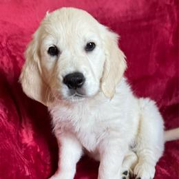 Magenta - Light golden female Golden Retriever puppy in Lehigh Acres, Florida from Puppy Love