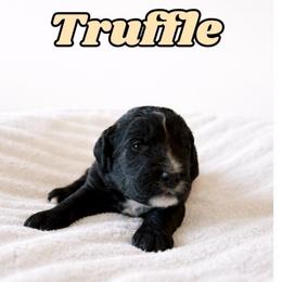 Truffle - Black and white male Bernedoodle puppy in High Point, North Carolina from Kingsfield Doodles