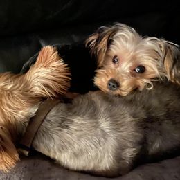 Freida - Yorkshire Terrier