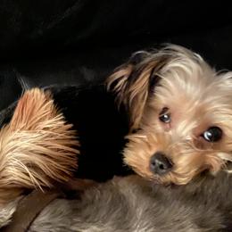 Freida - Yorkshire Terrier