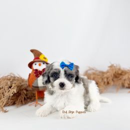 Blue Collar Boy - Merle male Cavapoo puppy in Republic, Missouri from Red Skye Puppies